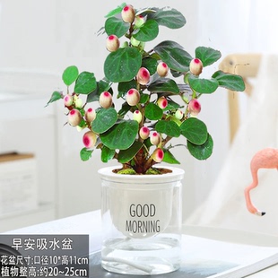 小盼菩提室内绿植花卉菩提树中式禅意桌面摆件饰物好养绿植盆景