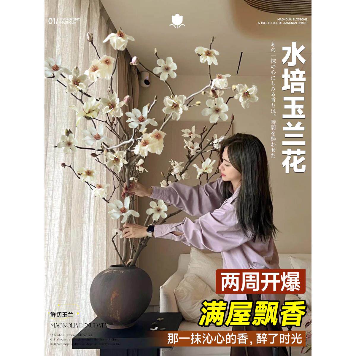 水培植物玉兰花鲜切枝带花苞红梅