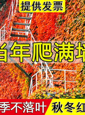 爬山虎树苗爬藤植物三叶五叶地锦庭院四季常青爬墙虎攀援护坡花卉