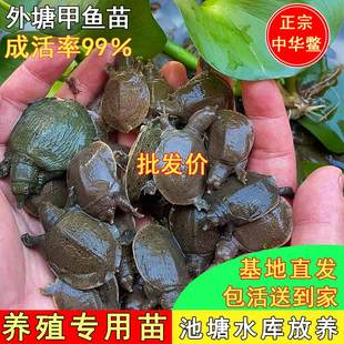 100只小甲鱼苗鲜活批发外塘养殖甲鱼团鱼水鱼苗中华鳖苗龙鱼饲料