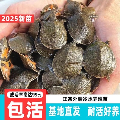 100只大甲鱼苗活体水鱼团鱼鳖苗