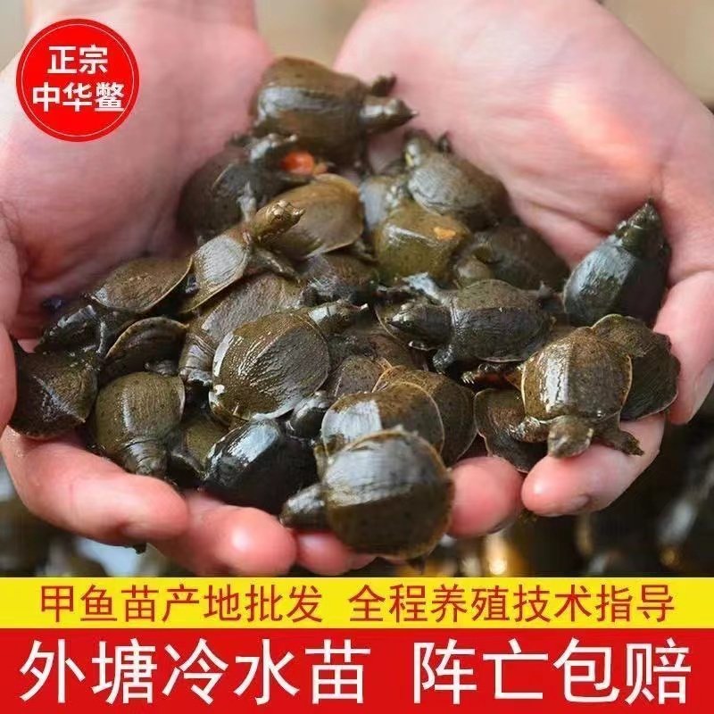 2025年新出壳苗100只小甲鱼苗中华鳖苗鲜活水鱼团鱼苗批发养殖苗,宠物/宠物食品及用品,龟/鳖,淘宝优惠券,粉丝福利购,淘宝优惠卷