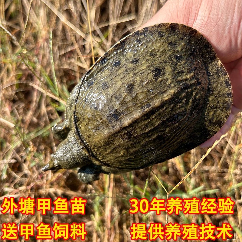 大甲鱼苗3两至1斤外塘中华鳖苗