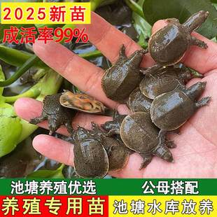 100只小甲鱼苗活体鳖苗批发外塘养殖中华鳖甲鱼大苗水鱼苗团鱼苗