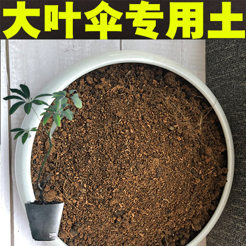专用土盆栽酸性沙质日本绿植图片