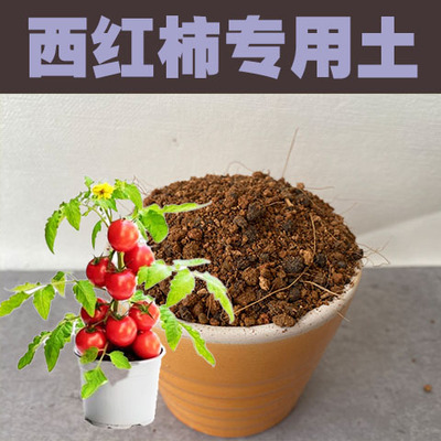 西红柿土番茄专用土圣女果营养土