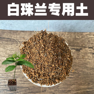 白珠兰专用土家用盆栽珠兰金粟兰鱼子兰鸡爪兰种植营养土酸性沙土