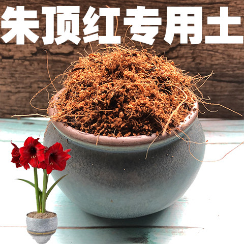 朱顶红土朱顶红专用土盆栽营养土酸性泥炭土壤家用绿植种植土肥料