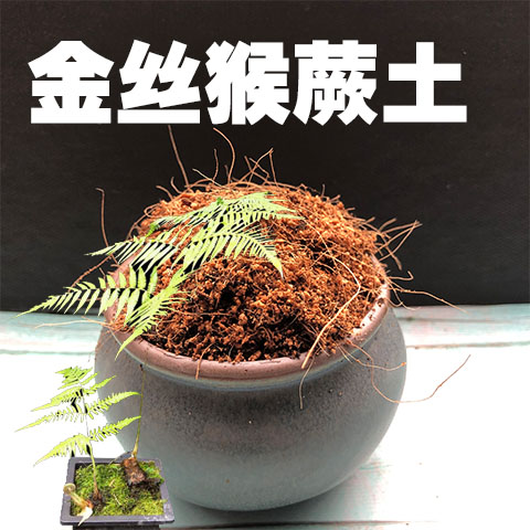 金毛狗蕨价格 金毛狗蕨图片 星期三