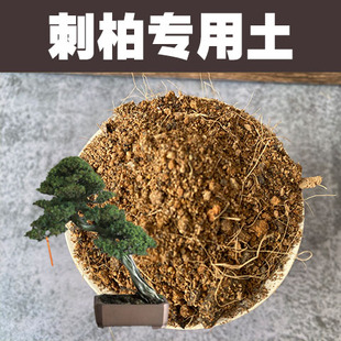 刺柏专用土柏树盆景营养土室内盆栽绿植种植酸性沙质红土壤花肥料