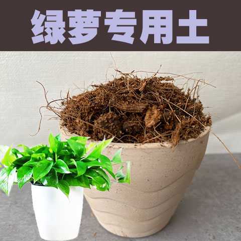 绿萝土绿萝专用土室内盆栽营养土