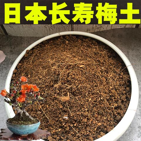 日本长寿梅专用土盆栽酸性沙质泥炭红土壤绿植养殖种植营养土肥料
