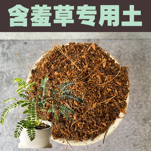 含羞草专用土鬼针草盆栽营养室内花泥土酸性沙质种植绿植肥料有机