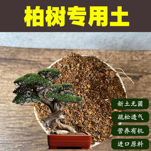 柏树专用土刺柏珍珠柏土卷柏土太行崖柏土盆栽盆景弱酸性沙质土肥