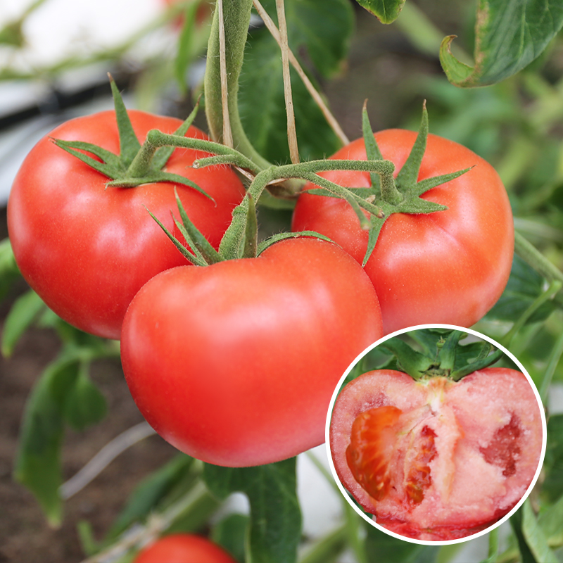 密云 普罗旺斯西红柿新鲜自然熟  老品种沙瓤水果番茄生吃