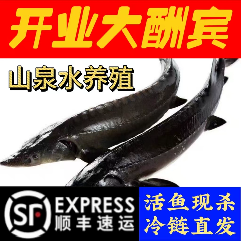顺丰到家太行山泉水养殖鲟鱼鲟龙鱼冰鲜软骨无刺渔场直发