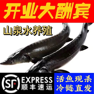 顺丰到家太行山泉水养殖鲟鱼鲟龙鱼冰鲜软骨无刺渔场直发
