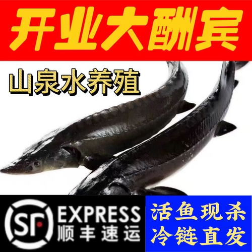 顺丰到家太行山泉水养殖鲟鱼鲟龙鱼冰鲜软骨无刺渔场直发