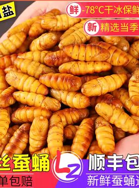 2026年新鲜金丝蚕蛹蝉蛹活体冷冻农家山东特产不加盐顺丰商用四斤
