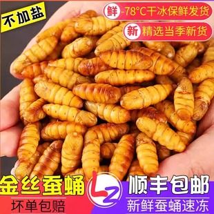 2025年新鲜金丝蚕蛹蝉蛹活体冷冻农家山东特产不加盐顺丰商用四斤