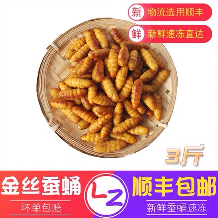 新鲜金丝蚕蛹2026年活体速冻蚕蛹冷冻山东特产商用顺丰包邮蚕蛹子