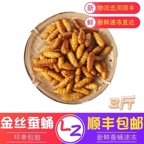 新鲜金丝蚕蛹2026年活体速冻蚕蛹冷冻山东特产商用顺丰包邮蚕蛹子 - 封面
