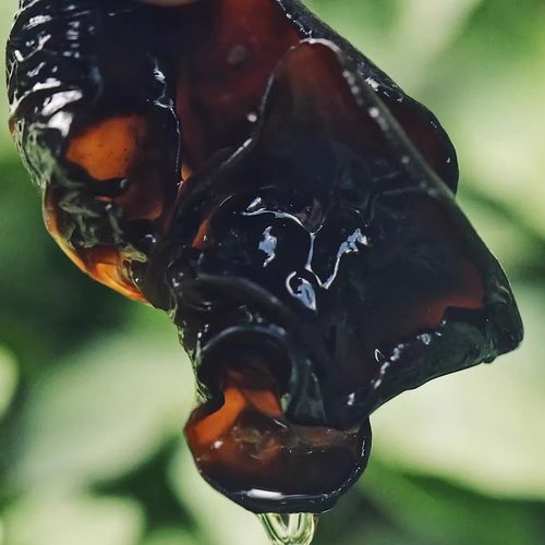 乐作丨云南云耳 黑木耳 肉厚 闻之清香 大小规格可选大包装更实惠