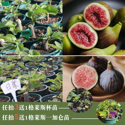 云南露天无花果苗任拍3送1格莱斯杯苗拍5送1加仑顺丰包邮