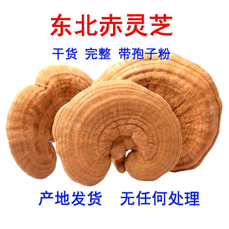 赤灵芝泡酒料灵芝中药材图片
