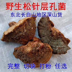 野生松针层孔菌东北长白山野生灵芝 松树桑黄灵芝 松木层孔菌干货