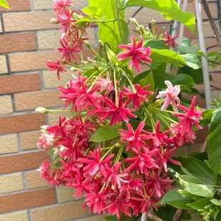 使君子花苗重瓣攀援植物耐寒花苗藤本花卉阳台水君子爬藤植物