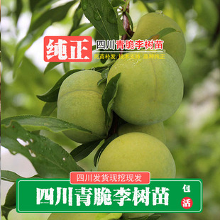 四川汶川晚熟青脆李苗蜂糖李子树苗李子苗树苗李子果树苗当年结果