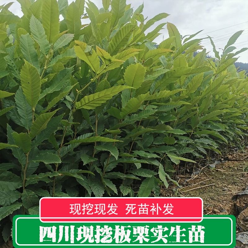 四川新鲜现挖板栗实生苗板栗原生苗毛板栗苗野生板栗苗板栗直生苗
