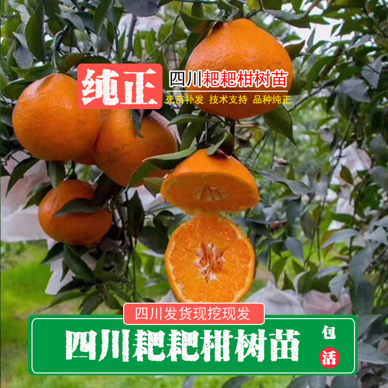 四川新鲜现挖春见嫁接柑树苗