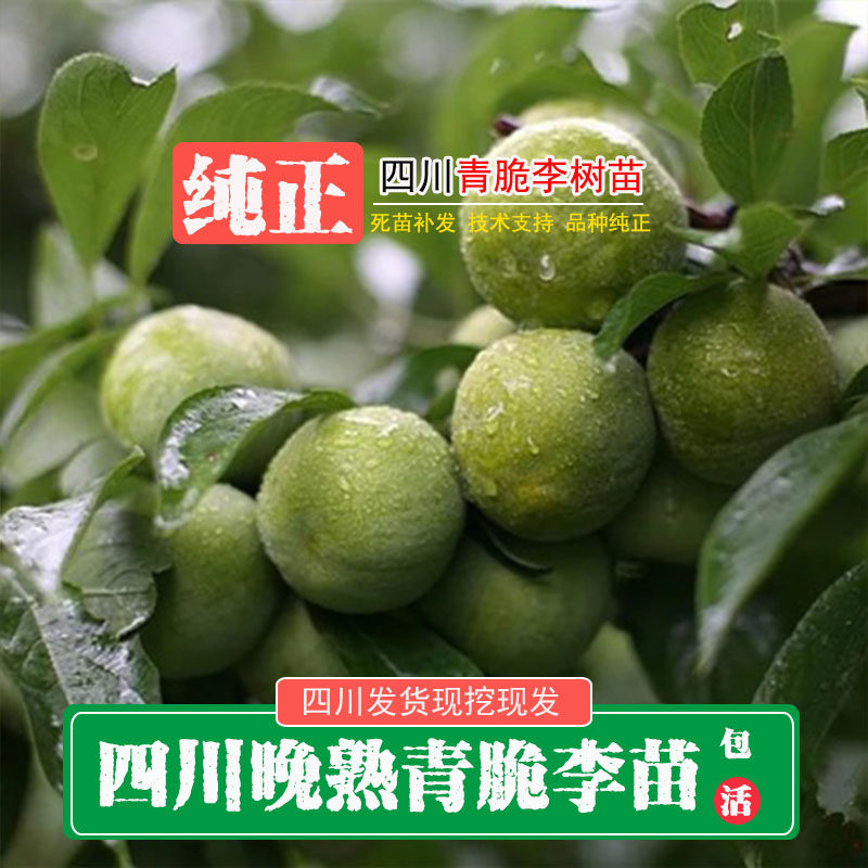 四川李子树苗青脆李脱骨李子晚熟