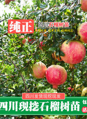 四川新鲜现挖突尼斯南北石榴苗