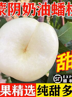 奶油蟠桃新鲜水果当季整箱蒙阴脆甜白蟠桃应季桃子的脆桃油蟠桃