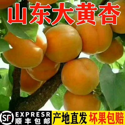 山东沂蒙山大黄杏蒙阴金太阳凯特杏 5斤酸甜杏子红杏新鲜现摘现发