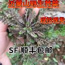 带根荠菜 现挖荠菜 顺丰快递 过冬荠菜 沂蒙山荠菜野生新鲜荠菜