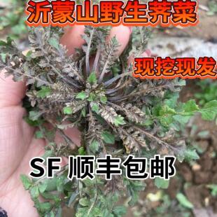 沂蒙山荠菜野生新鲜荠菜 过冬荠菜 现挖荠菜  带根荠菜 顺丰快递