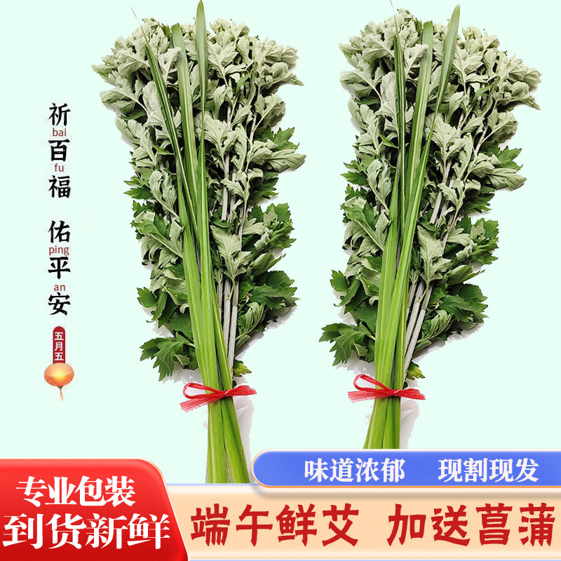 新鲜整棵艾叶艾草菖蒲新鲜端午节艾灸/艾草/艾条/艾