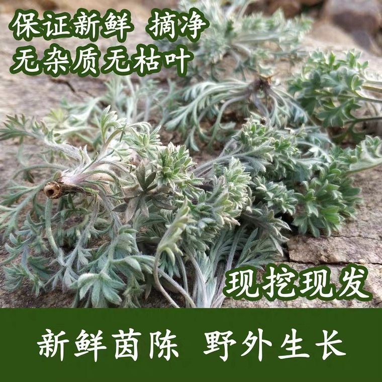 2026年新鲜现挖茵陈草山东绵茵陈白蒿新鲜野菜整颗采挖三月茵陈