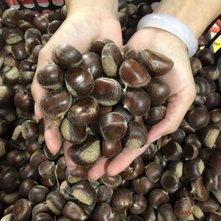 2025五莲山新鲜正宗毛栗子板栗野生小栗子生板栗油栗带壳生栗子