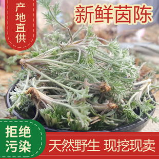 新鲜茵陈草山东散装野生绵茵陈白蒿新鲜野菜整颗采挖三月茵陈