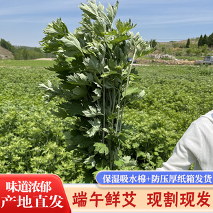 整棵新鲜艾草艾叶全株艾草叶花束端午节挂门上全棵驱防蚊虫泡脚包