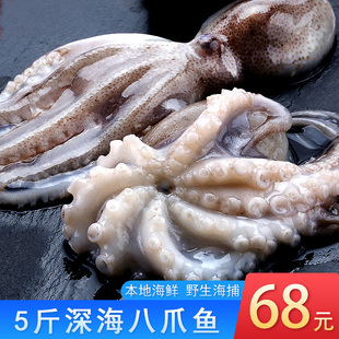 章鱼深海 深海章鱼电影 深海大章鱼 深海大章鱼电影