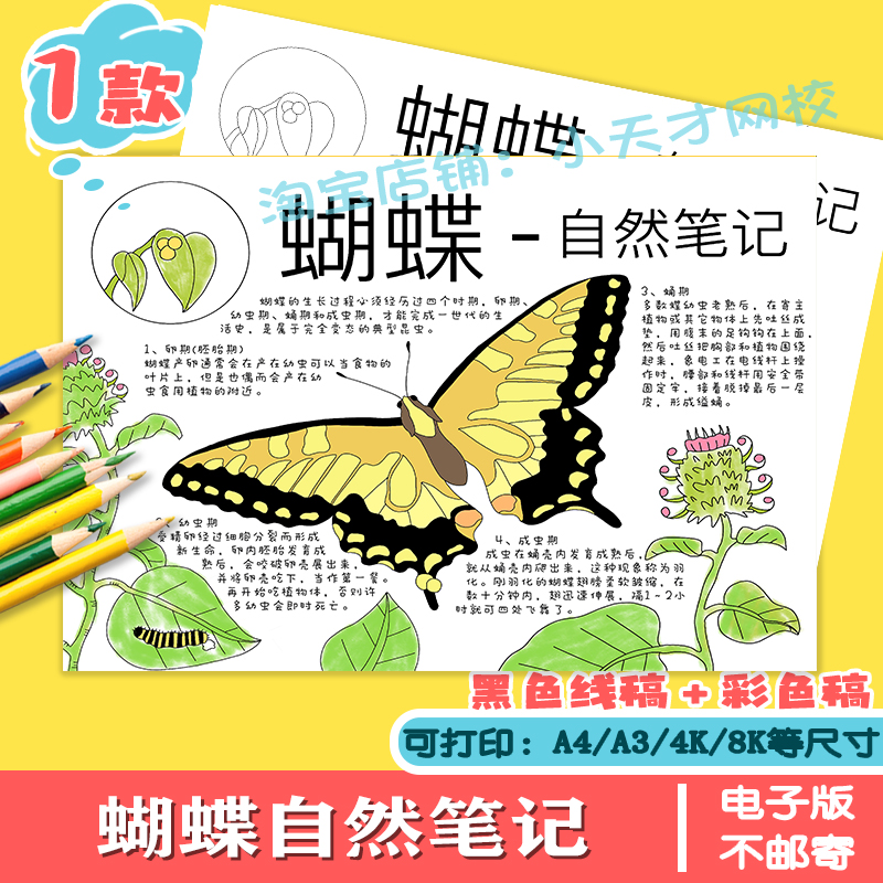 昆虫自然笔记蝴蝶的生长过程手抄报模板电子版昆虫观察记录线稿