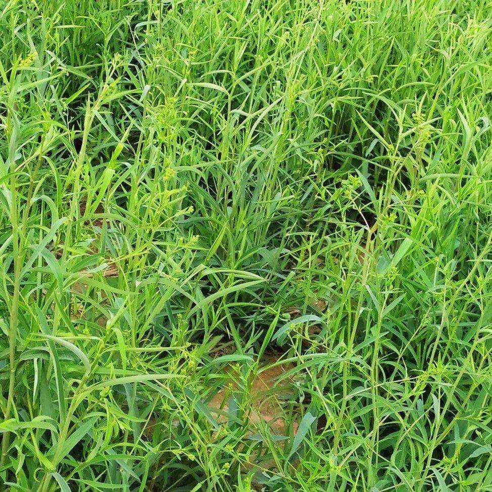 柴胡苗多年生 小柴胡苗 南柴胡苗