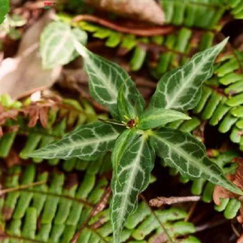 花叶重楼苗 狭叶稀少品种 花叶重楼苗阳台室内室外庭院植物苗