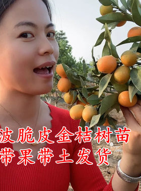 脆皮金桔苗滑皮金蛋常绿果树水果